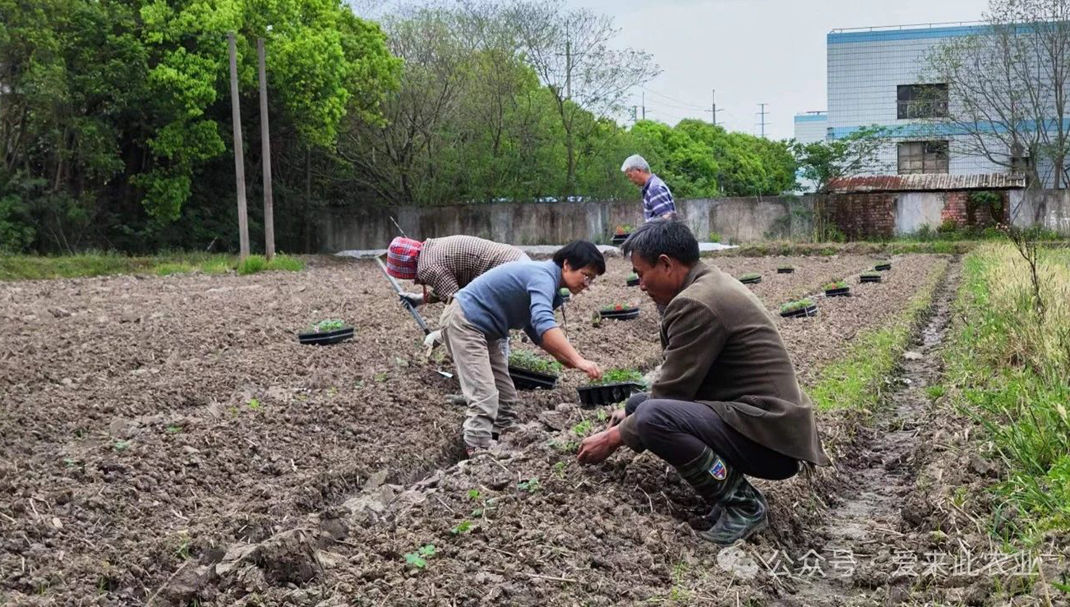 爱来此农业与上海市农科院草莓专家携手推动2024草莓产业绿色可持续发展